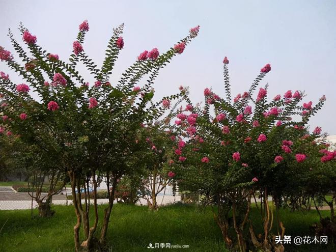 叢生苗木市場(chǎng)火熱，如何輕松登上銷量榜首？(圖2)