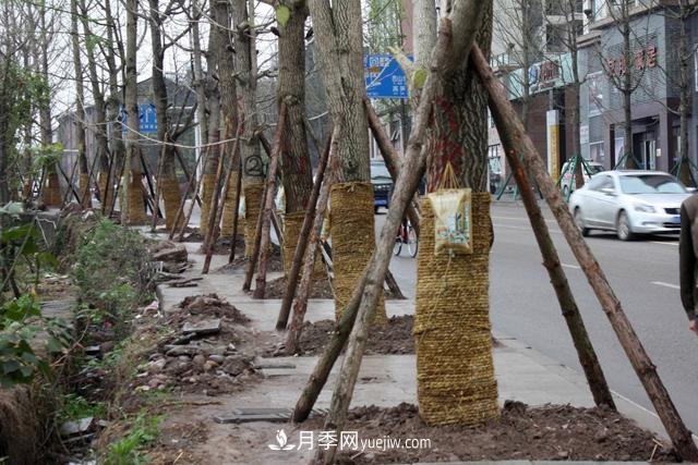 為什么說(shuō)秋季移栽樹(shù)木成活率更高？苗木要提高成活率，還需要注意什么(圖1)