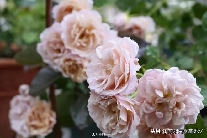 10種復(fù)古色月季，氣質(zhì)炸裂！你入手了沒(méi)？(圖3)
