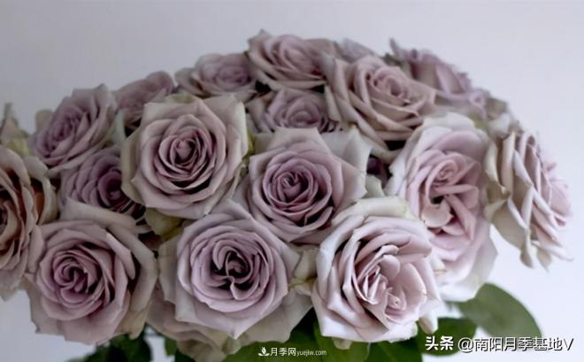 10種復(fù)古色月季，氣質(zhì)炸裂！你入手了沒(méi)？(圖2)