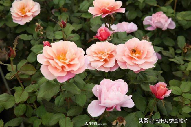 10種復(fù)古色月季，氣質(zhì)炸裂！你入手了沒(méi)？(圖4)