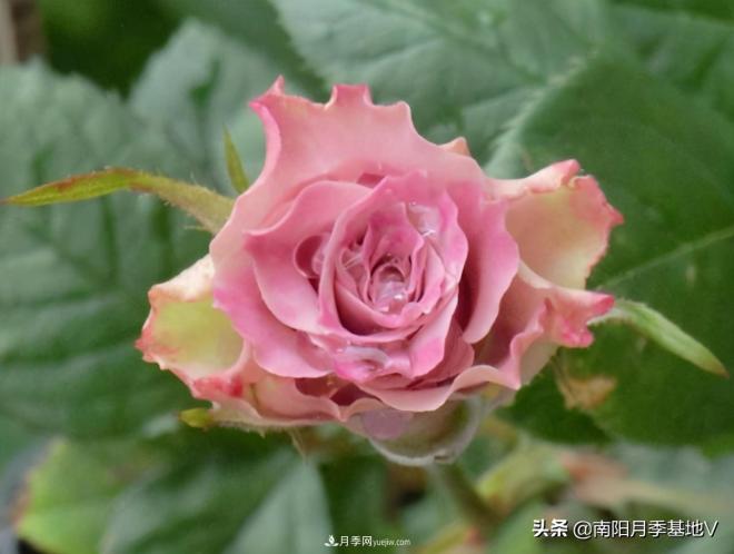10種復(fù)古色月季，氣質(zhì)炸裂！你入手了沒(méi)？(圖7)