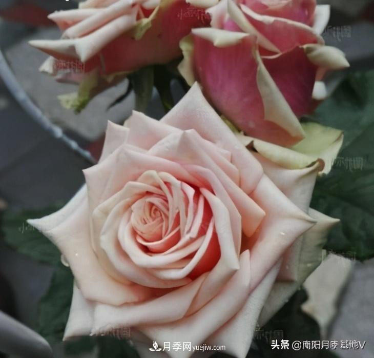 10種復(fù)古色月季，氣質(zhì)炸裂！你入手了沒(méi)？(圖8)