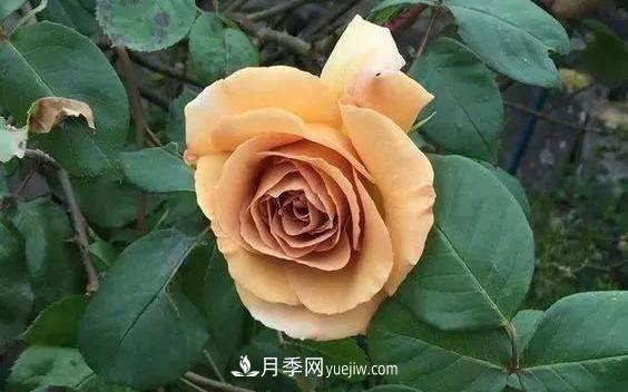 10種復(fù)古色月季，氣質(zhì)炸裂！你入手了沒(méi)？(圖5)