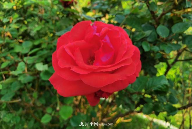 被玫瑰遮住光芒的月季花，妙用很多，能賞能吃能泡茶(圖1)