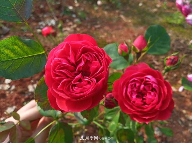 被玫瑰遮住光芒的月季花，妙用很多，能賞能吃能泡茶(圖2)
