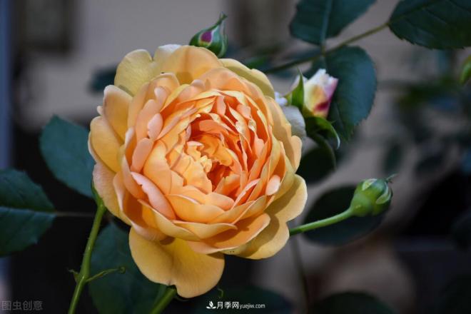 不是我“崇洋媚外”，養(yǎng)月季選歐月，是有原因的(圖3)