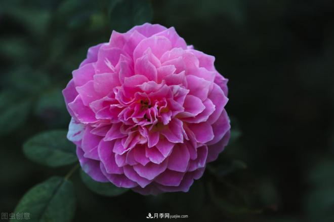 不是我“崇洋媚外”，養(yǎng)月季選歐月，是有原因的(圖6)