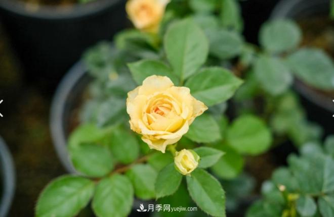 月季爆筍芽了，花友喜滋滋，先別樂，這個時期要慎重(圖1)