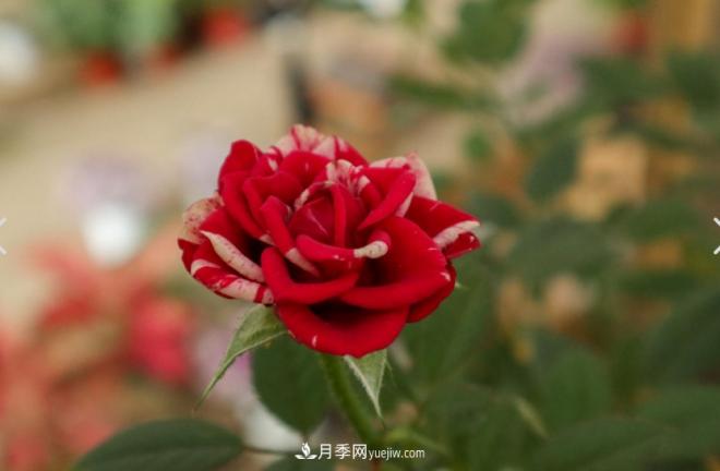 月季爆筍芽了，花友喜滋滋，先別樂，這個時期要慎重(圖2)