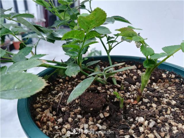 怎樣快速扶壯月季的牙簽小苗，壓枝促筍是一個(gè)好辦法(圖1)