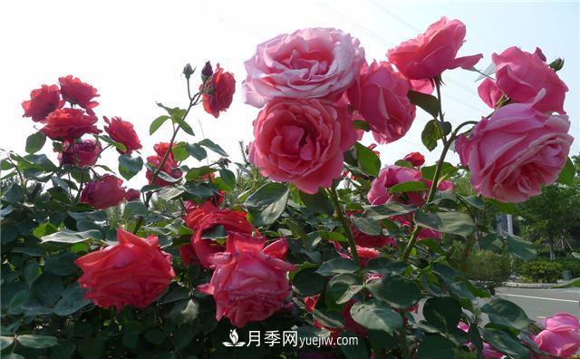月季花為什么花朵越開越小花色淡？這五點做好，葉茂花繁色嬌艷(圖1)