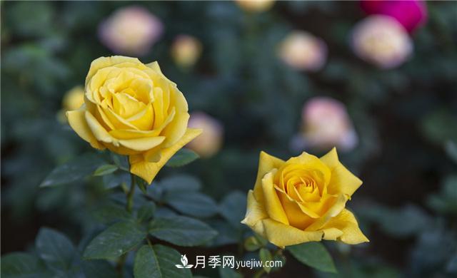 月季花為什么花朵越開越小花色淡？這五點做好，葉茂花繁色嬌艷(圖3)