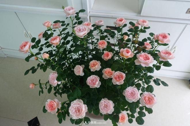 瑞典女王，這個月季王后用盆養(yǎng)殖注意5點，開花壯觀又霸氣(圖2)