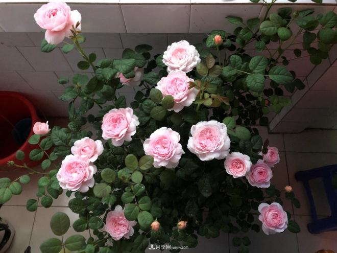 瑞典女王，這個月季王后用盆養(yǎng)殖注意5點，開花壯觀又霸氣(圖3)