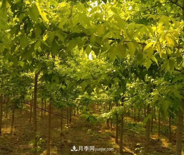 金葉復葉槭養(yǎng)護中，注意“一病一蟲”(圖1)