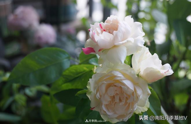 這8種月季，光聽名字就想一口吃掉，真的秀色可餐(圖2)