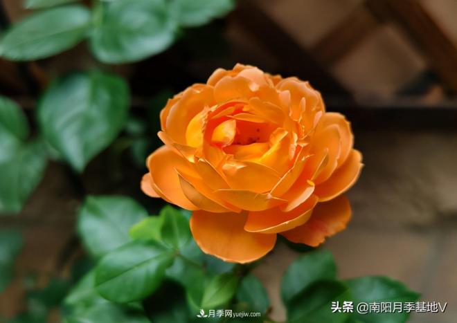這8種月季，光聽名字就想一口吃掉，真的秀色可餐(圖6)