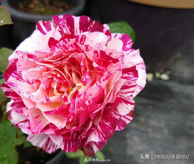 這8種月季，光聽名字就想一口吃掉，真的秀色可餐(圖5)