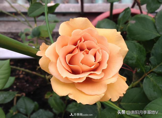 這8種月季，光聽名字就想一口吃掉，真的秀色可餐(圖8)