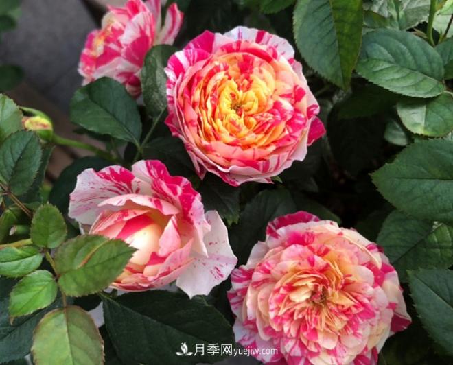 十一月養(yǎng)護(hù)月季，分享三個(gè)小動(dòng)作”，月季蹭蹭冒新芽(圖3)