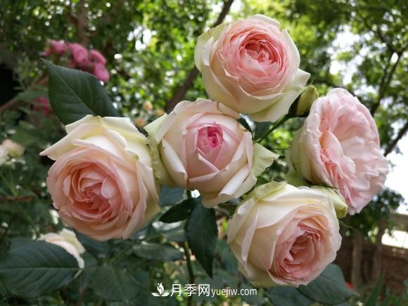 十一月養(yǎng)護(hù)月季，分享三個(gè)小動(dòng)作”，月季蹭蹭冒新芽(圖1)