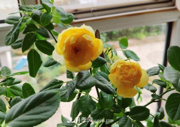 十一月養(yǎng)護(hù)月季，分享三個(gè)小動(dòng)作”，月季蹭蹭冒新芽(圖2)