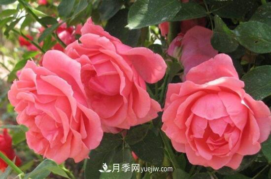 月季花有哪些顏色？月季花的養(yǎng)殖方法？(圖1)