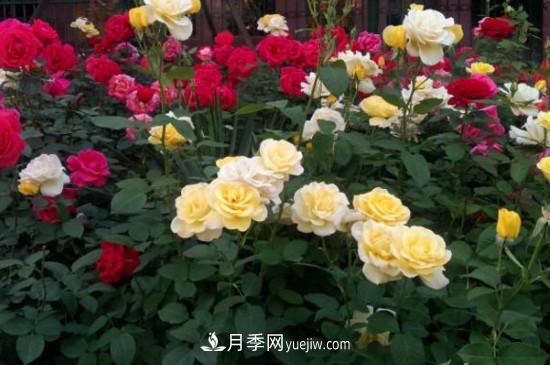 月季花有哪些顏色？月季花的養(yǎng)殖方法？(圖2)