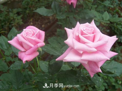 十大***經(jīng)典月季花，開花***勤(圖2)