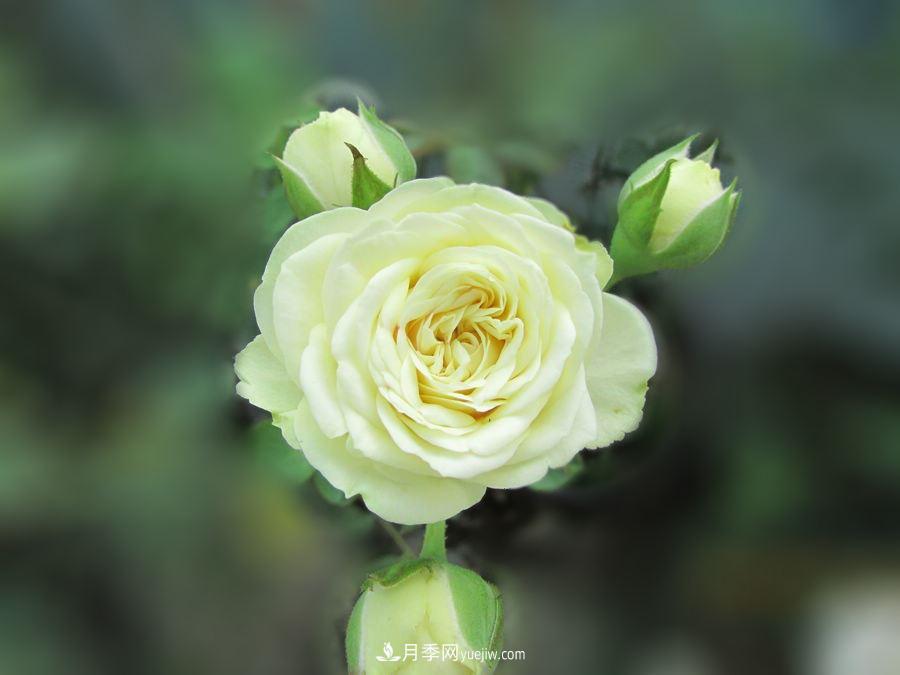 十大***經(jīng)典月季花，開花***勤(圖1)
