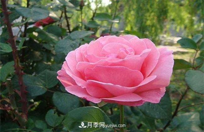 月季有毒嗎，怎么養(yǎng)殖？(圖1)