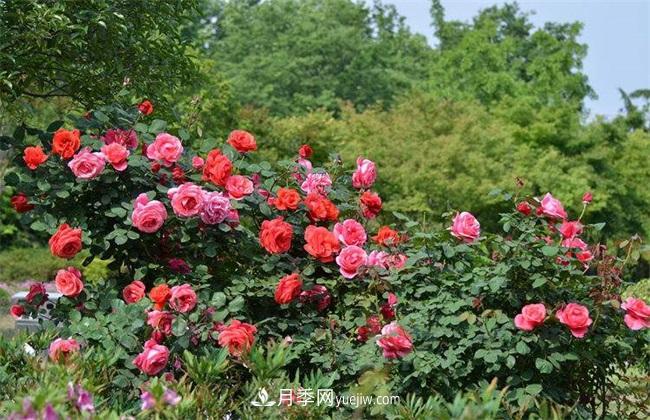 月季花什么時(shí)候開花？月季花的功效作用(圖1)