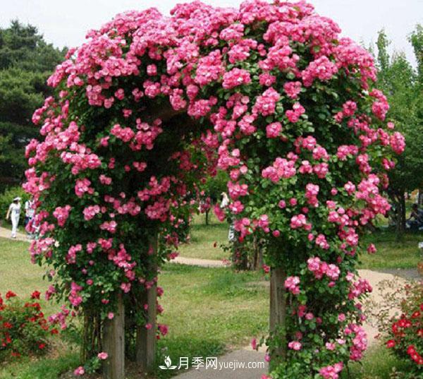 安吉拉月季的優(yōu)缺點(diǎn)是什么？安吉拉養(yǎng)殖辦法(圖2)