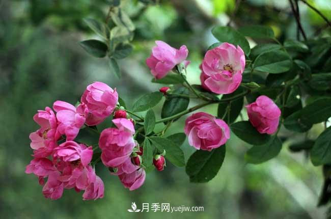 薔薇花和月季花的區(qū)別？月季花期有多長？(圖1)