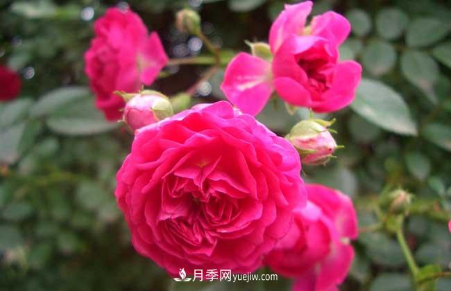 薔薇花和月季花的區(qū)別？月季花期有多長？(圖2)