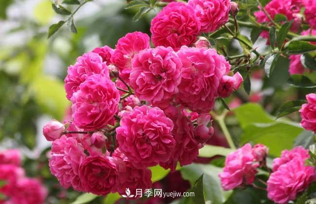 薔薇花和月季花的區(qū)別？月季花期有多長？(圖3)