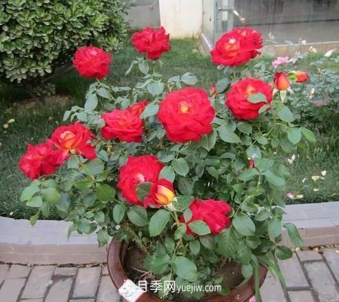盆栽月季花的養(yǎng)殖方法是什么，有哪些注意事項(xiàng)(圖1)