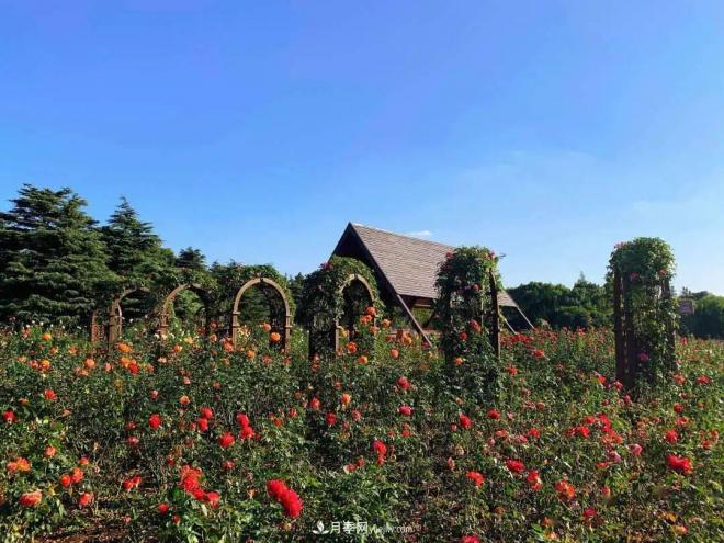 秋日暖陽花盛開，來上海濱江森林公園看金秋***美月季花(圖2)