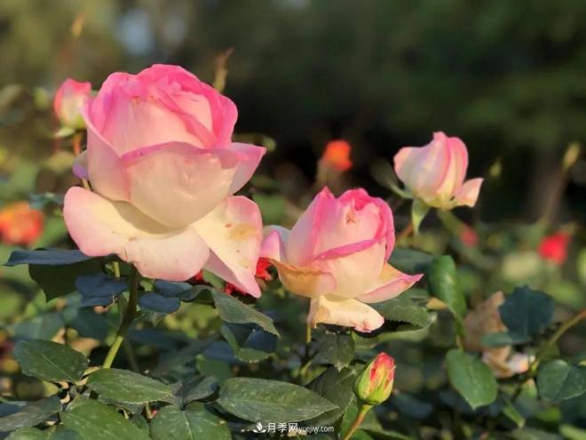 秋日暖陽花盛開，來上海濱江森林公園看金秋***美月季花(圖6)