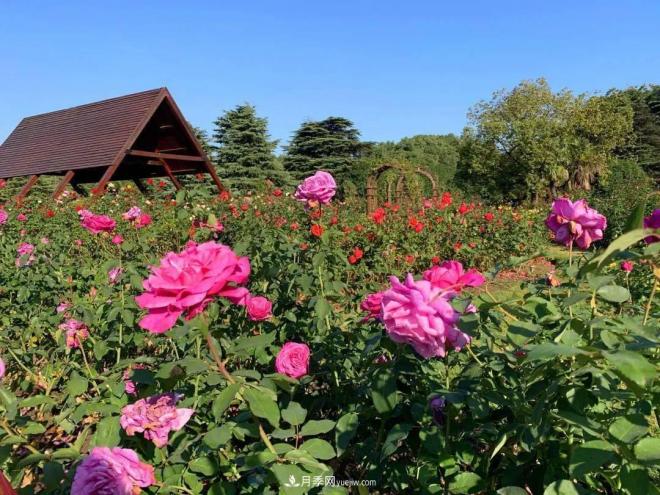 秋日暖陽花盛開，來上海濱江森林公園看金秋***美月季花(圖5)