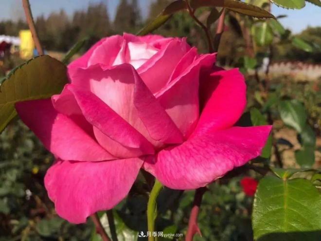 秋日暖陽花盛開，來上海濱江森林公園看金秋***美月季花(圖7)