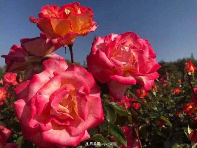 秋日暖陽花盛開，來上海濱江森林公園看金秋***美月季花(圖9)