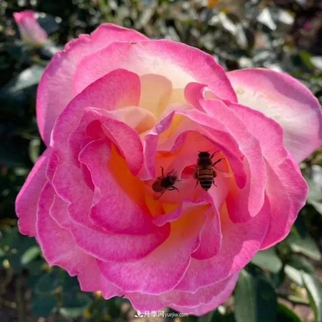 秋日暖陽花盛開，來上海濱江森林公園看金秋***美月季花(圖8)