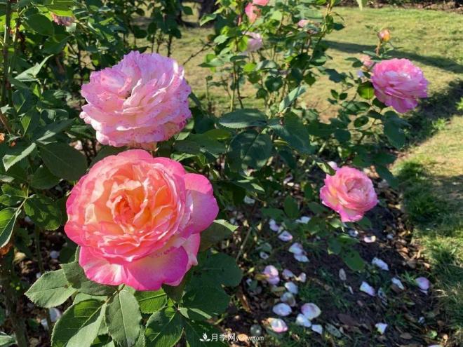 秋日暖陽花盛開，來上海濱江森林公園看金秋***美月季花(圖10)