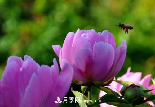 芍藥、牡丹、月季的區(qū)別？科學(xué)修剪辦法(圖2)