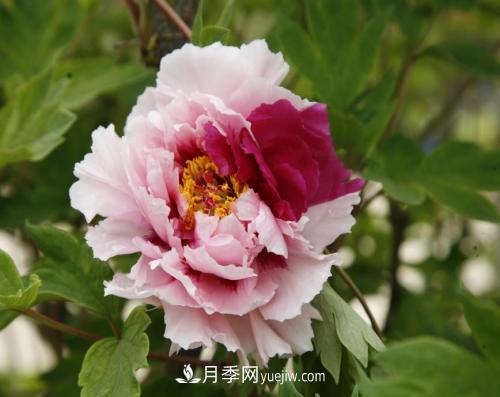 芍藥、牡丹、月季的區(qū)別？科學(xué)修剪辦法(圖1)