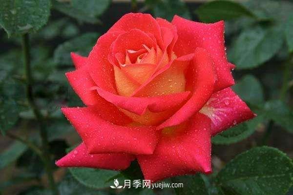 大花月季品種介紹？大花月季品種推薦(圖3)
