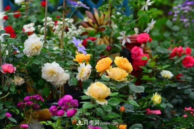 大花月季品種介紹？大花月季品種推薦(圖2)
