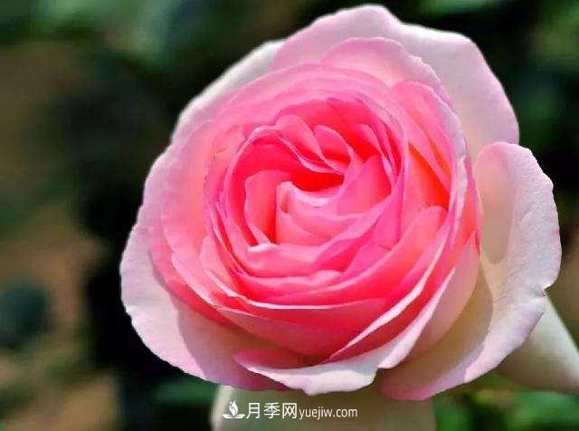 大花月季品種介紹？大花月季品種推薦(圖1)